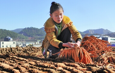 威宁自治县农户种植的中药材党参获丰收