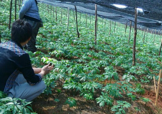 云南干旱致多种药材涨价 三七价格逼近历史高位