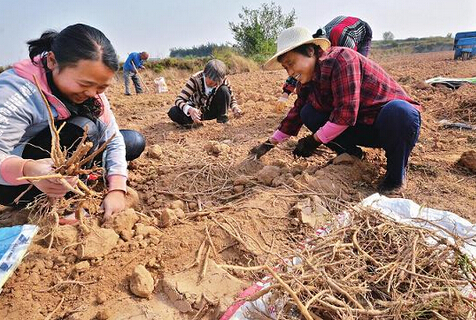 承德中关村共建中药材种植示范基地