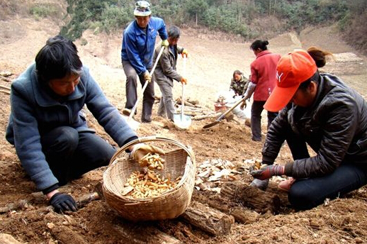 宁强大安后林中药材种植合作社大力发展富民产业