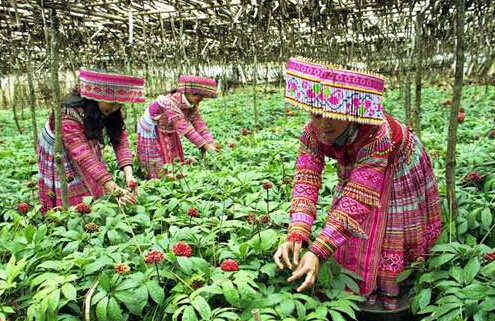 中国三七成功出口美国，中医药产业国际化加快