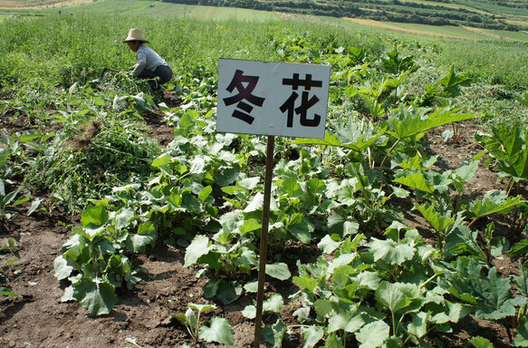 2016年山西省中药材种植积极性提高