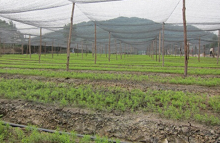 定西陇西建设千亩中药材种植基地