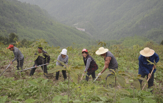 龙泉土家族乡种植中药材尝到甜头