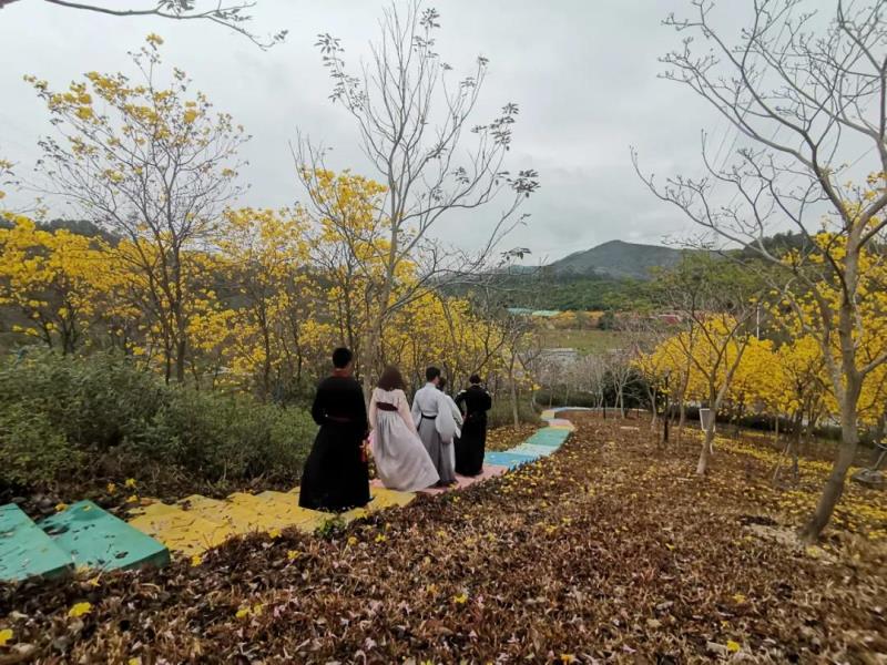 漫步风铃花海