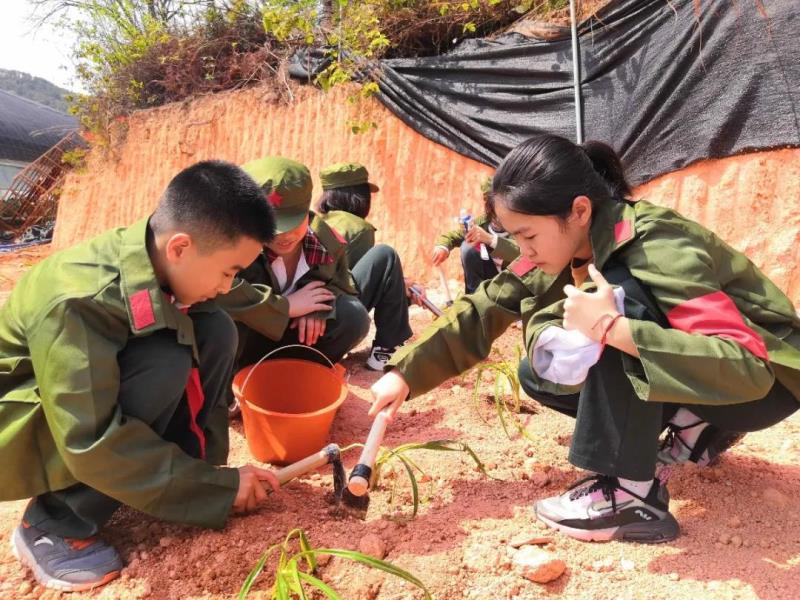 劳动实践：种植萱草