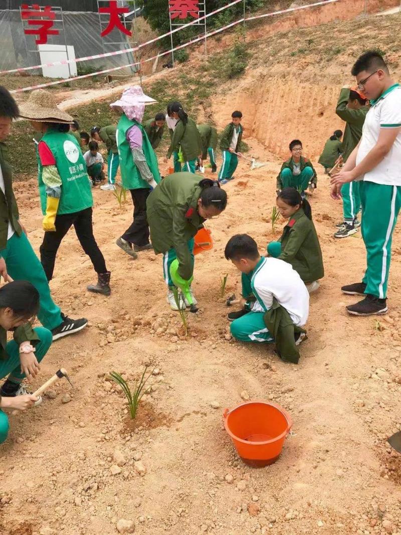 劳动实践：种植药苗