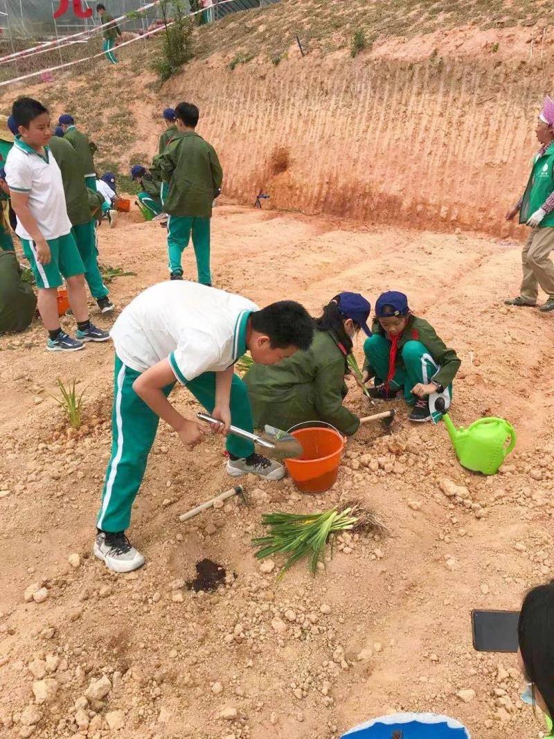 劳动实践：种植药苗