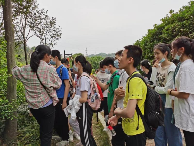 科普广东十大道地药材